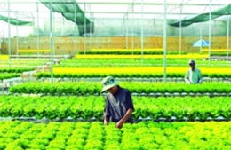 Agribank cho vay nông nghiệp công nghệ cao hơn 5.000 tỷ đồng